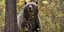 Αρκούδα σκότωσε 37χρονη και τη 10 μηνών κόρη της/ Φωτογραφία αρχείου: AP