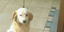 Συγκινητικό: Σκυλίτσα στην Πρέβεζα πήδηξε κλαίγοντας μέσα στο φέρετρο του αφεντι