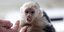 Ασυλο έλαβε ο... πίθηκος τού Τζάστιν Μπίμπερ από τις γερμανικές αρχές  