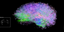 Τρισδιάστατο χάρτη εγκέφαλου θηλαστικών δημιούργησαν για πρώτη φορά Αμερικανοί ε
