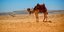 Σε κατάθλιψη έπεσε η καμήλα. Φωτογραφία: Pixabay