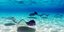 Σαλάχια κολυμπούν στα καταγάλανα νερά / Φωτογραφία: Shutterstock