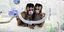 Οι κλωνοποιημένες μαϊμούδες θα χρησιμοποιηθούν στη βιοϊατρική έρευνα (Φωτογραφία: Jin Liwang/Xinhua via AP)