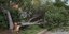 Καταστροφές από την πρόσφατη κακοκαιρία στην Ερέτρια -Ξεριζώθηκε δέντρο από τους