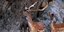 Λαθροκυνηγοί σκοτώνουν τα ελάφια στη Ρόδο