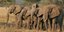 Σφαγή ελεφάντων δίχως τέλος στο Καμρεούν