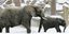 Ελέφαντες πίνουν... βότκα για να αντέξουν το πολικό κρύο της Σιβηρίας