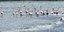Τα φλαμίνγκο στον υδροβιότοπο Ναυπλίου - Νέας Κίου. Φωτογραφία: argolikeseidhseis