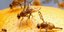 Η εξελικτική γενετική επανασχεδιάζει τον κόσμο: φρουτόμυγες που μπορούν να μετρο