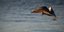 Γλάρος στην Αγριά Μαγνησίας/ Φωτογραφία: EUROKINISSI- ΘΑΝΑΣΗΣ ΚΑΛΛΙΑΡΑΣ