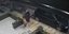 Γυναίκα κλέβει γλάστρες στην Κρήτη