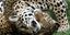 Ιδιοκτήτης Αττικού Ζωολογικού Πάρκου: Τραγική αλλά σωστή απόφαση να θανατωθούν τα τζάγκουαρ (Φωτογραφία: AP)
