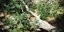 Η ΕΛΑΣ ξερίζωσε 1097 δενδρύλλια από 3 φυτείες κάνναβης στο Ρέθυμνο/ Φωτογραφία: elas