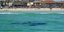 Θανάσιμα σαγόνια -Στην Αυστραλία καρχαρίας άρπαξε γυναίκα ενώ κολυμπούσε μπροστά