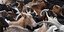 Οι κτηνοτρόφοι της Σάμου θα παρελάσουν στις 25 Μαρτίου με 1.500 κατσίκια