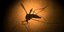 Κουνούπι - φορέας του Ζίκα / Φωτογραφία: AP Images