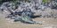 Κροκόδειλος καταβρόχθισε καρχαρία μπροστά στα μάτια τουριστών -Παρά το γεγονός ό