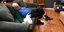 Ο 75χρονος Λόουερμαν κοιμάται αγκαλιά με τις γάτες. Φωτογραφία: Facebook 