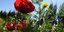 Λουλούδια στην Αργολίδα (Φωτογραφία: Eurokinissi-ΠΑΠΑΔΟΠΟΥΛΟΣ ΒΑΣΙΛΗΣ)