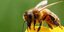 Μέλισσα «σκότωσε» 49χρονο στρατιωτικό στο Μεσολόγγι