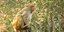 Ινδία: Η κυβέρνηση προσέλαβε 40 άνδρες μιμητές μαϊμούδων για να διώξει τις πραγμ