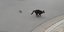 Αρουραίος κυνηγά μια γάτα. Φωτογραφία: YouTube