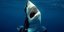Παγκόσμια πρωτεύουσα σε επιθέσεις καρχαριών η... Νέα Σμύρνη