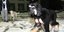 Ο Σνούπι έγινε το 2005 ο πρώτος κλωνοποιημένος σκύλος στην ιστορία (Φωτογραφία: ΑΡ) 