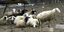 Συμμορίες κλέβουν ανενόχλητες πρόβατα– Δυο αλλοδαποί που πεινούσαν πλήρωσαν τη ν