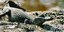 Ο κροκόδειλος Caiman είναι προστατευόμενο είδος/ Φωτογραφία:Wikipedia
