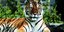 Λαθροκυνηγοί σκότωσαν  με αλυσοπρίονο τίγρη μέσα σε… ζωολογικό κήπο!
