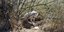 Το άτυχο «βαρελόσκυλο» που βρέθηκε στην Αχλαδερή / Φωτογραφία: Facebook