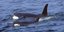 Η Ιαπωνία επιτρέπει ξανά την εμπορική φαλαινοθηρία/ Φωτογραφία: AP- Brian Gisborne