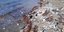 Εικόνα από παραλία των Χανίων μετά την κακοκαιρία / Φωτογραφία: Cretalive