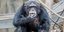 Σοκαριστικό: Επισκέπτες ζωολογικού κήπου έδωσαν ναρκωτικά σε χιμπατζή -Παραλίγο να πεθάνει 