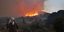 Οικονομική και οικολογική καταστροφή στην Χίο – Κάηκε το 30% των μαστιχόδεντρων