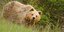 Νεκρή από πυροβολισμούς βρέθηκε αρκούδα στην Κοζάνη 