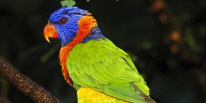 Παπαγάλοι στην Αυστραλία «μαστουρώνουν» με φρούτα [βίντεο]