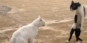 Γάτος-μαχητής σε στάση...κόμπρα! [βίντεο]