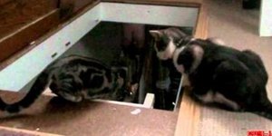 Γάτα σπρώχνει γατάκι να πέσει σε σκάλα [βίντεο] 