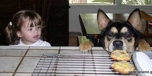 κατοικίδια