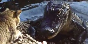 Αδέσποτη γάτα παλεύει με αλιγάτορα [βίντεο] 