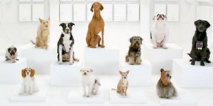 Απίστευτη διαφήμιση με σκυλιά από την Volkswagen [βίντεο]