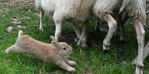 Κουνέλι - τσοπανόσκυλο... σαλαγάει πρόβατα [βίντεο] 