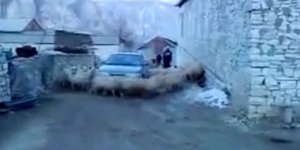 Αυτοκίνητο εγκλωβίζεται σε... προβατο-κυκλώνα [βίντεο] 