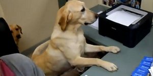 Σκύλος: τα πιο φτηνά εργατικά...πόδια [βίντεο] 