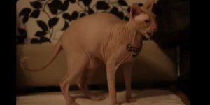 Κατακραυγή για τον Ρώσο που έκανε τατουάζ στην γάτα του [βίντεο]