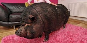 Της το πούλησαν για γουρουνάκι και έγινε... τέρας