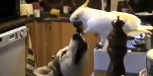 Απίστευτα χαριτωμένο: παπαγαλάκι ταΐζει σκύλο στο στόμα [βίντεο] 