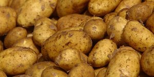 πατατοπαραγωγούς